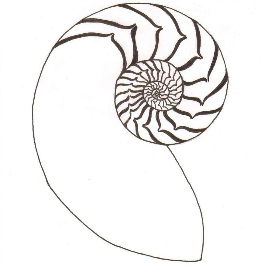 905x883 nautilus shell