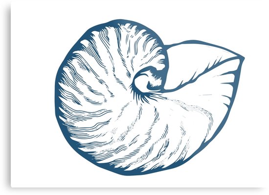 550x399 Seashell, Sea Shell, Nature Ocean Aquatic Underwater Vector Hand