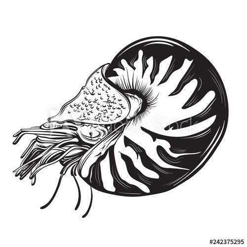 500x500 vector hand drawn illustration of shellfish nautilus in realistic
