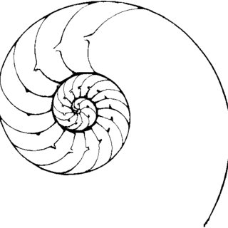 320x320 black and white image of a transversal cut of a nautilus pompilius