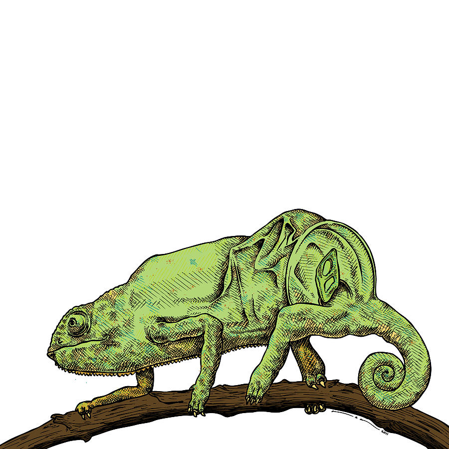 900x900 Chameleon In Color Drawing