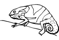230x155 Drawing Chameleon Coloring Pages Best Place To Color