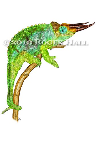 333x500 Jackson's Chameleon This Drawing Is Based On A Photo