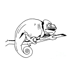 300x300 Chameleon Drawing