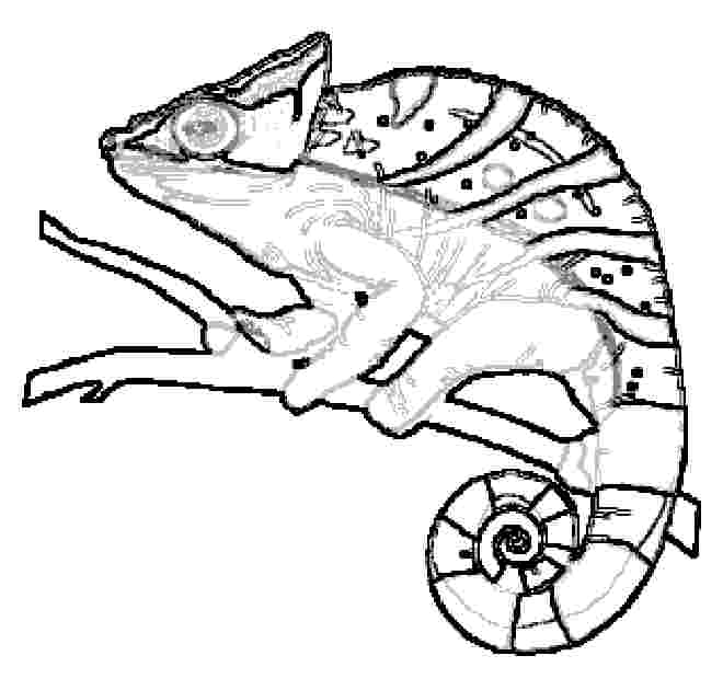 660x630 Chameleon Drawing Template