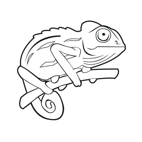 Chameleon Drawing Template | Free download on ClipArtMag