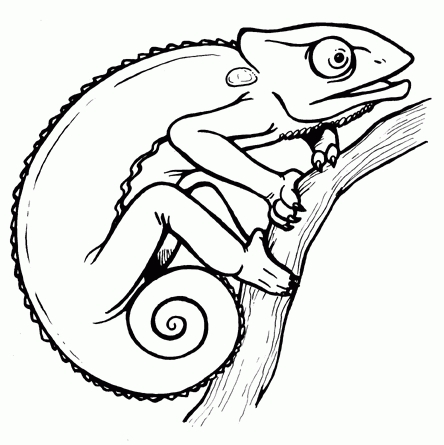 444x445 chameleon clipart drawing, chameleon drawing transparent free