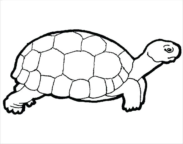 585x462 drawn turtles image titled draw a turtle step turtles drawn
