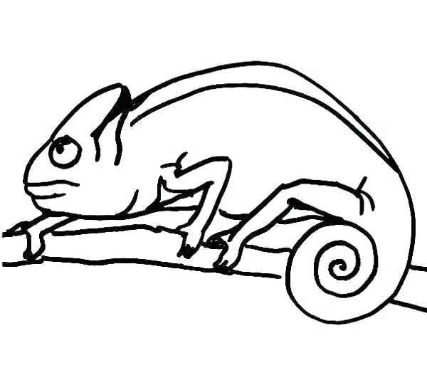 Chameleon Line Drawing | Free download on ClipArtMag