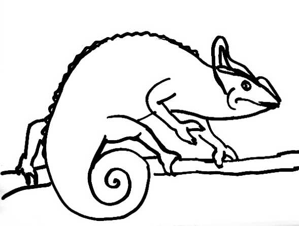 589x445 Chameleon Coloring Pages