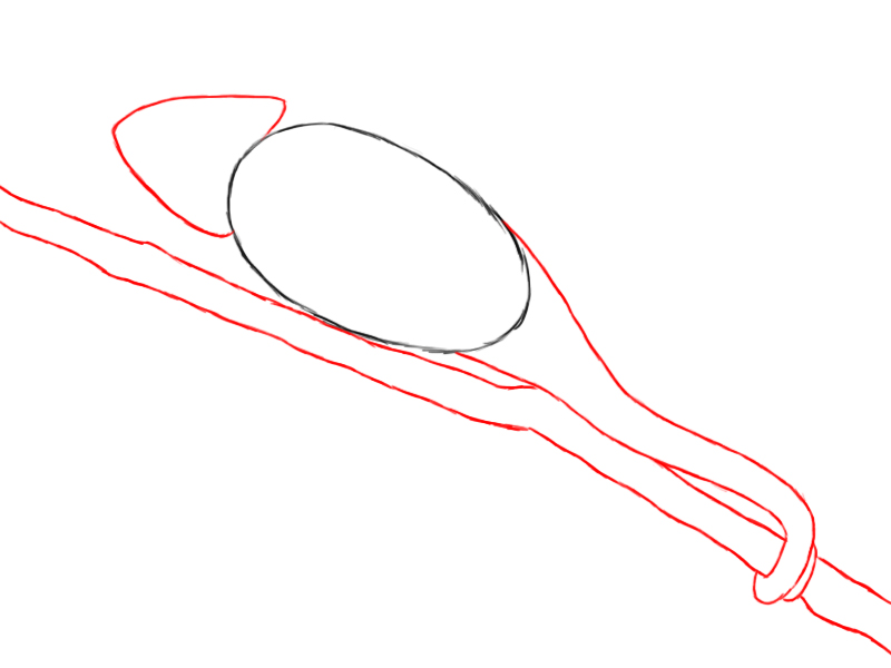 800x600 How To Draw A Chameleon