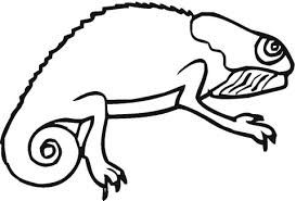 273x185 Image Result For Basic Drawing Of Chameleon Misc