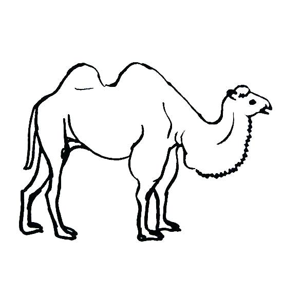 553x570 Coloring Pages Camel