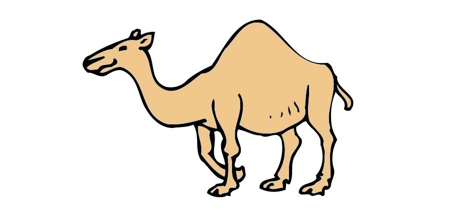 900x420 drawing of a camel draw camel drawing camel cart