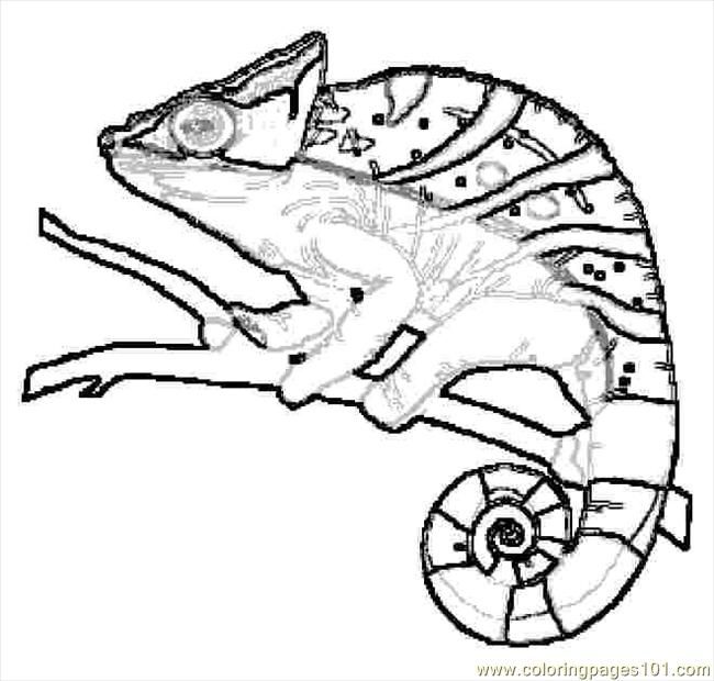 650x620 All Information About Chameleon Outline Drawing