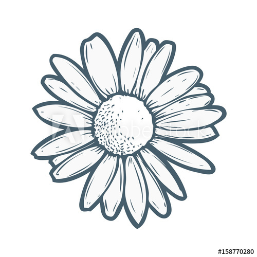 500x500 Chamomile, Camomile Flower Floral Hand Drawn Engraving Vector