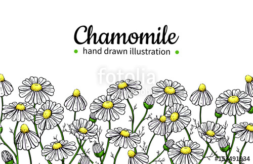 500x324 Chamomile Vector Drawing Frame Isolated Daisy Wild Flower