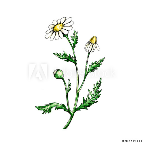500x500 Chamomile Field Flower, Isolated On White Background
