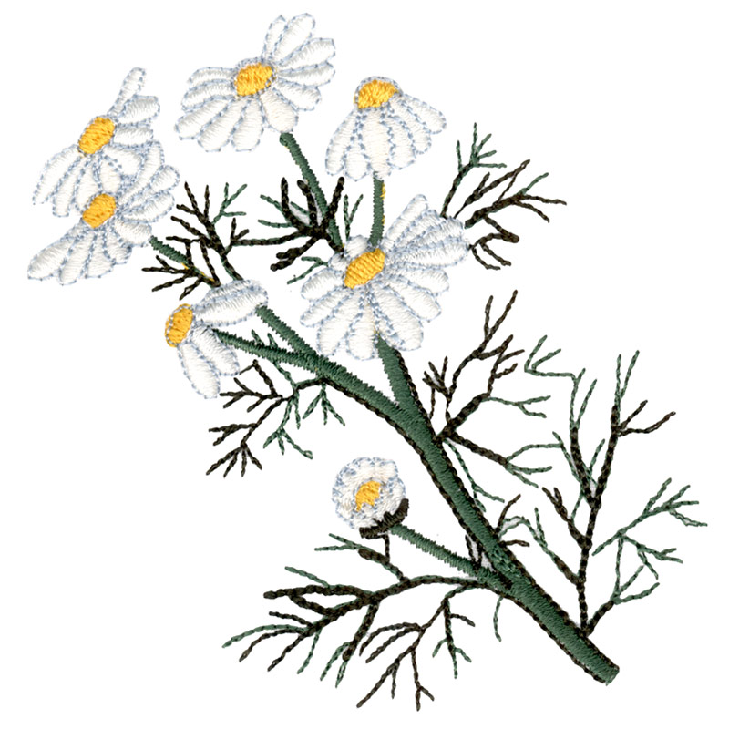 800x800 Chamomile