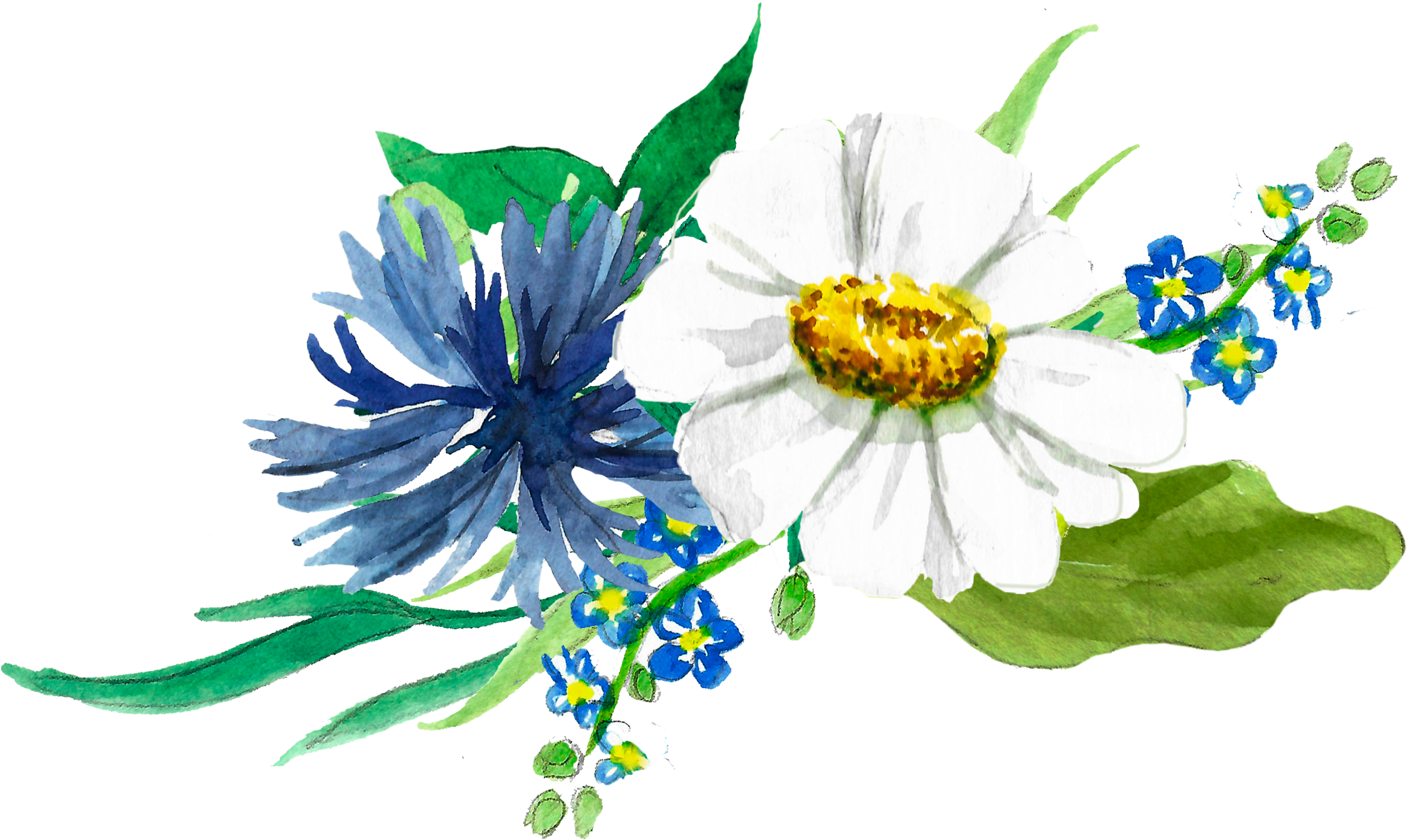 2611x1559 Download Image Library Chamomile Drawing Wreath