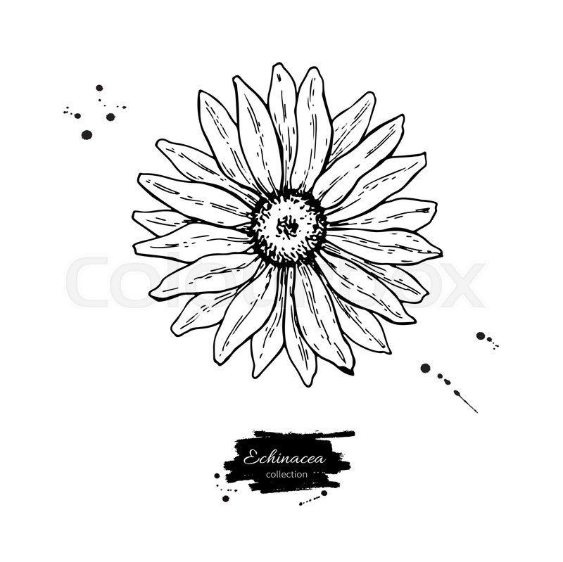 800x799 Echinacea Vector Drawing Isolated Stock Vector Colourbox