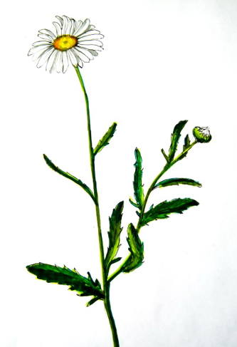 333x487 How To Draw A Camomile