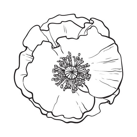 450x450 Open Chamomile Blossom, Top View, Sketch Style Illustration
