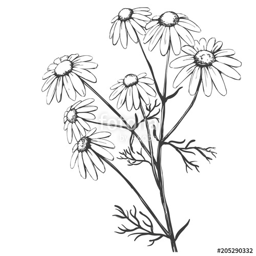 500x500 Chamomile, Herb Medicinal, Daisy Hand Drawn Vector Illustration