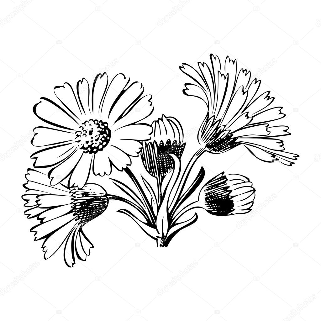 1024x1024 Chamomile Drawing Herb Bouquet For Free Download