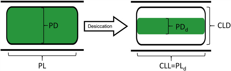 800x246 Schematic Drawing Of The Change Of Protoplast Shape During