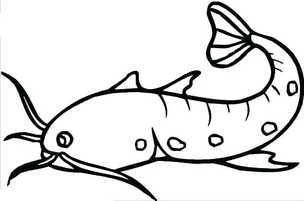 600x397 Catfish Coloring Pictures Coloring Sheets A Channel Catfish Free