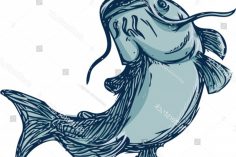 236x157 Catfish Drawing A Big Blue Cool Pencil Cartoon Carmi Chaelinn