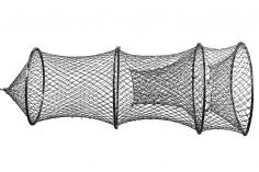 236x157 Catfish Images Drawing A Cory And Label Carmi Chaelinn