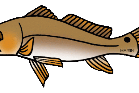 Channel Catfish Drawing | Free download on ClipArtMag