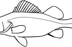 Channel Catfish Drawing | Free download on ClipArtMag