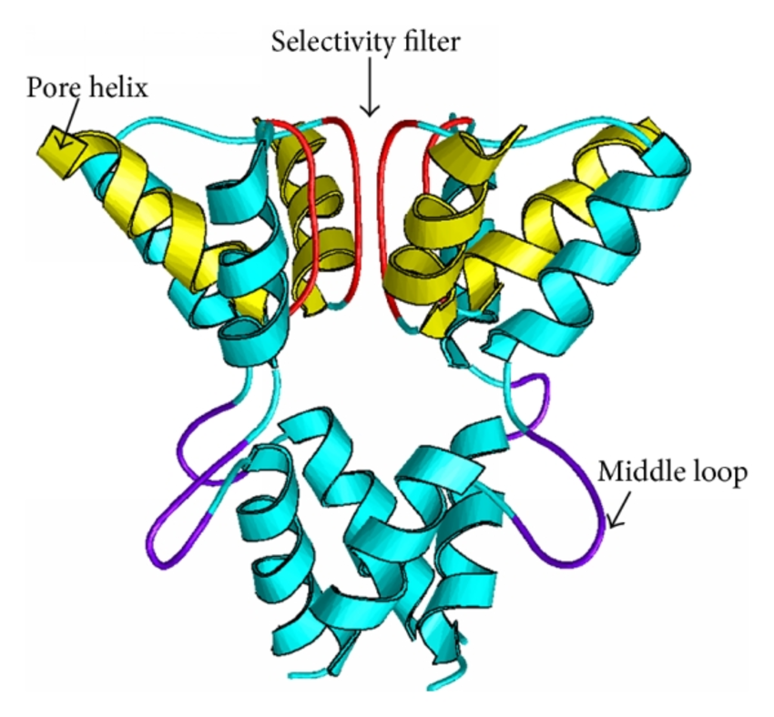 850x788 A Ribbon Drawing To Show The Human Potassium