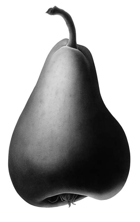 485x767 Single Pear In Charcoal Dust