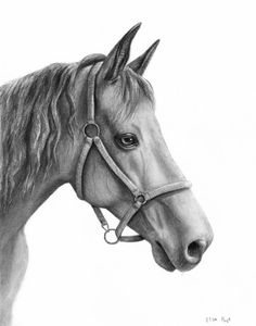 236x300 Awesome Animal Drawings Images Animal Drawings, Sketches