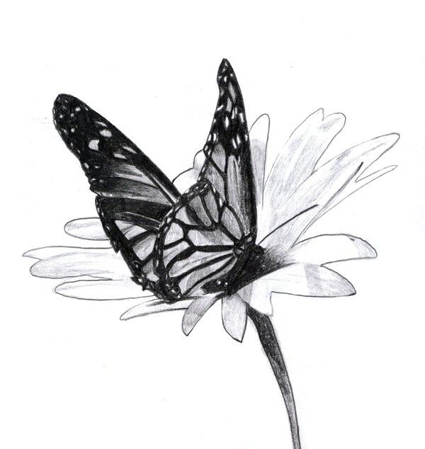 600x634 Butterfly Drawing Free Download