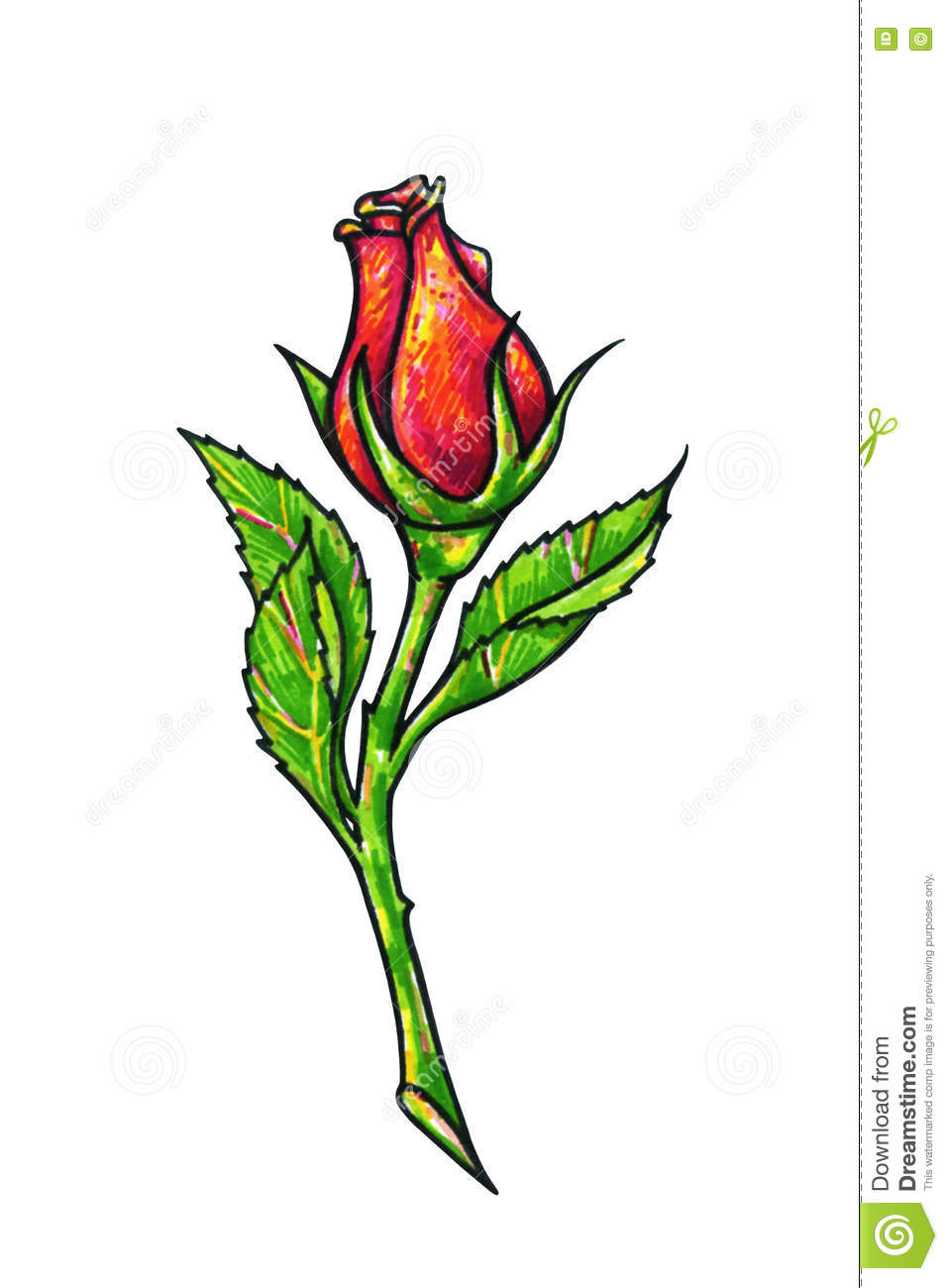 957x1300 Huge Collection Of 'rose Flowers Drawing' Download More Than