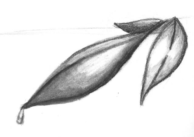 639x452 leafs, done in charcoal and pencil i like how this came
