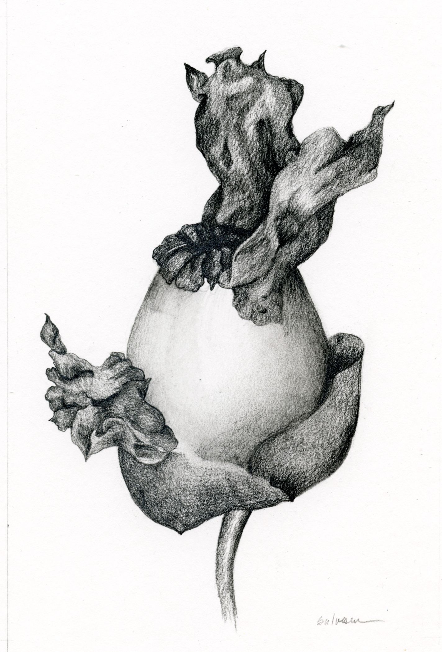 1423x2100 Tina Salvesen, Charcoal On Paper Drawings Art, Fine Art, Drawings