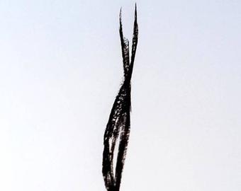 340x270 Welcomemrcharcoal