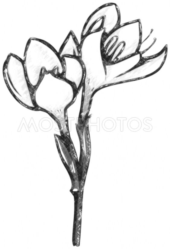563x824 Kaffir Lily In Charcoal