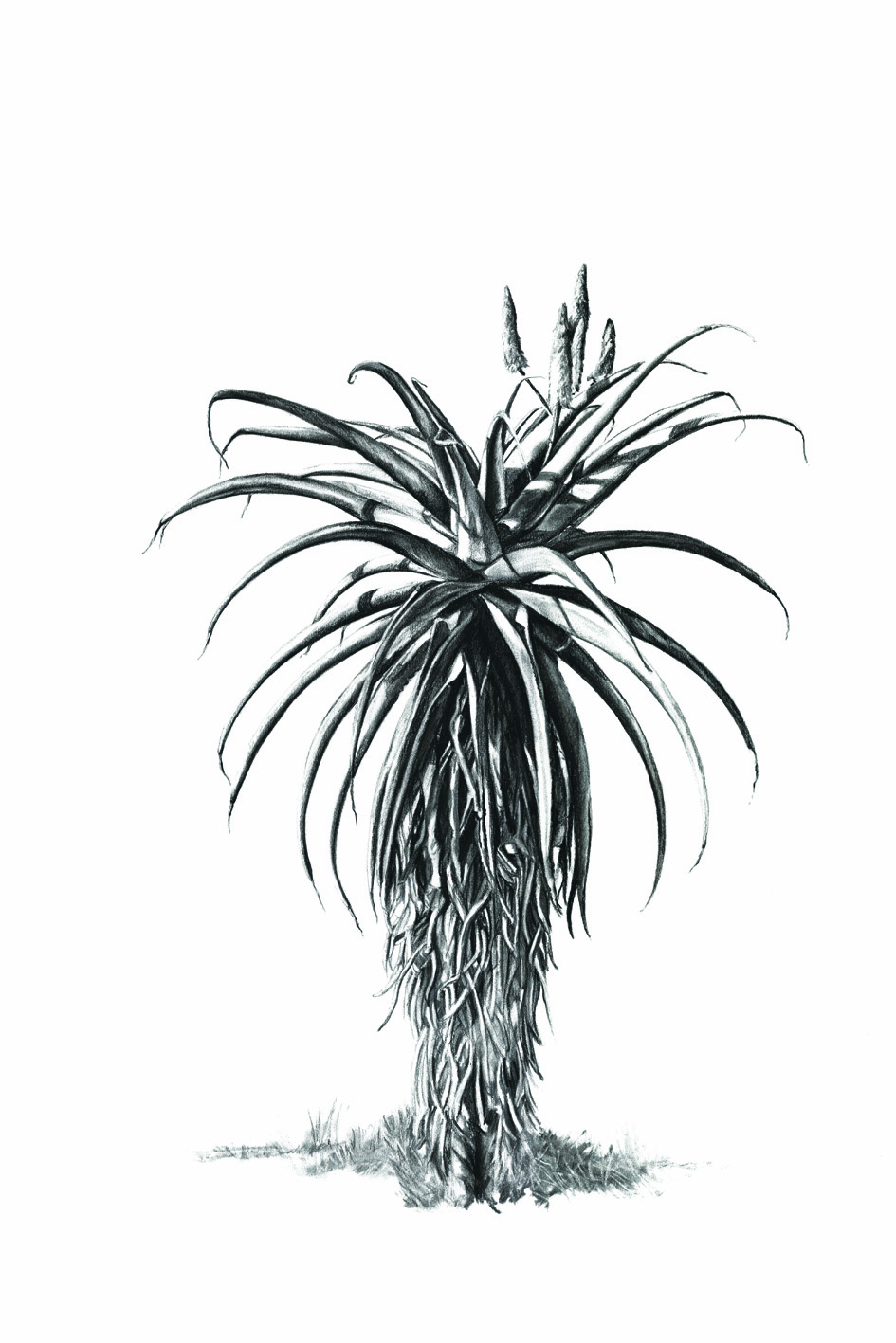 945x1417 Charcoal Drawings