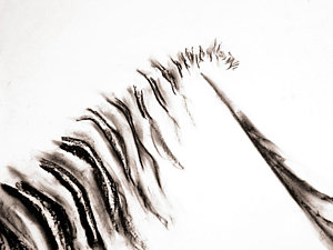 300x225 Abstract Charcoal Drawings