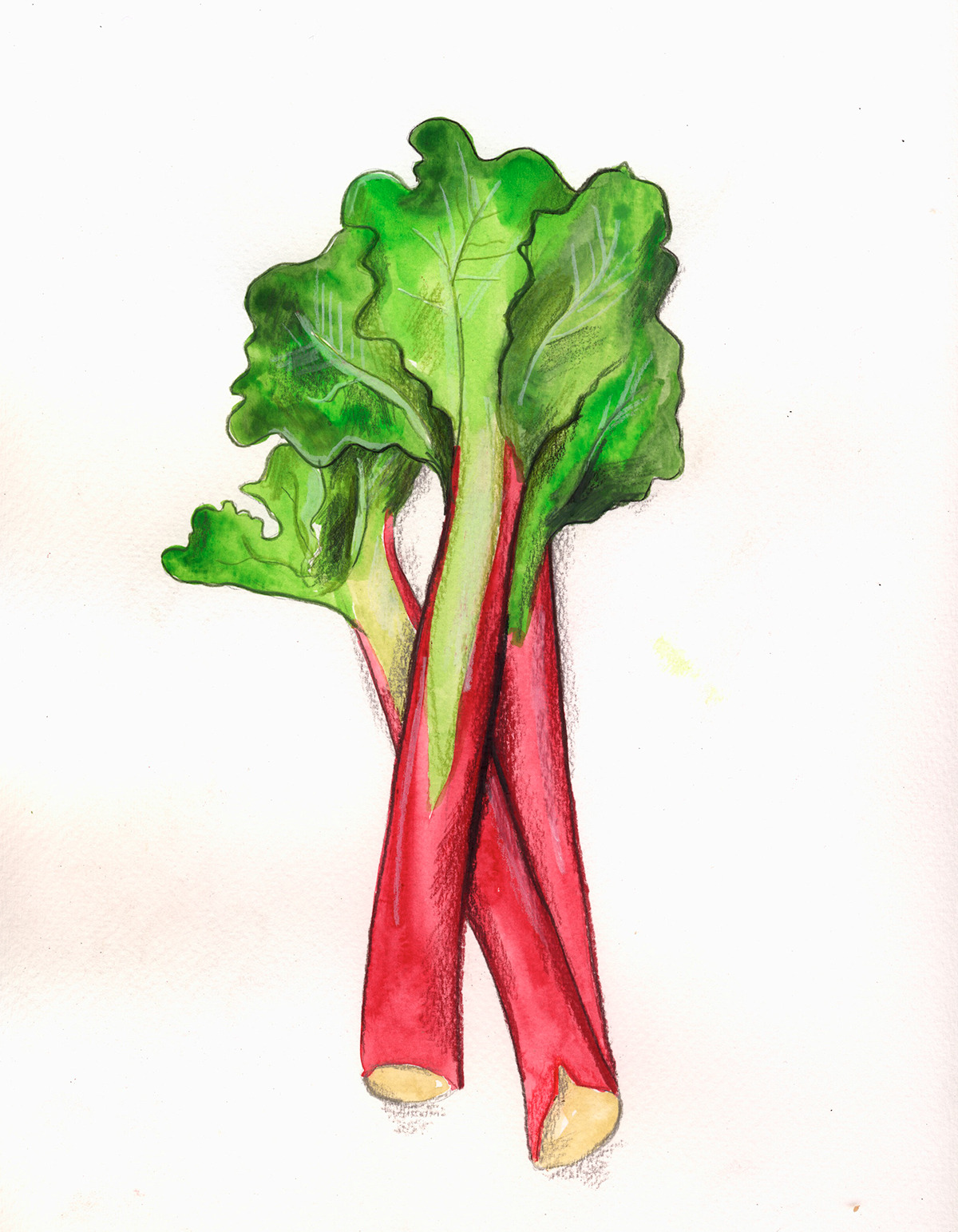 1200x1543 this that drawing rhubarb just because it is so beautiful
