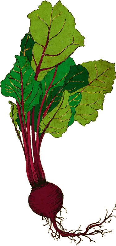 375x791 botanical drawing beet