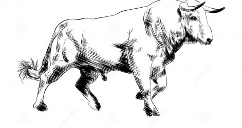 471x250 Bull Calf Drawing For Kid Charging Baby Picasso Pitbull Pics