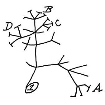 337x339 Darwin's Evolutionary Theory Tree Of Life Sketch